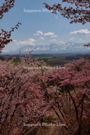 深山峠の桜