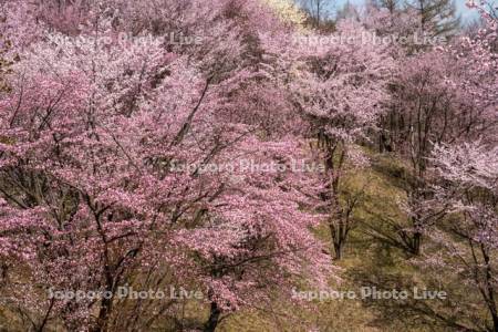 深山峠の桜