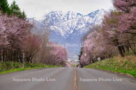 東大演習林樹木園の桜並木