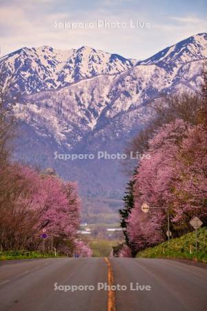 東大演習林樹木園の桜並木