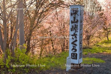 深山峠のさくら園