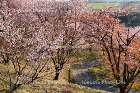 深山峠の桜