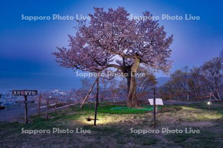 天狗桜展望台夜景