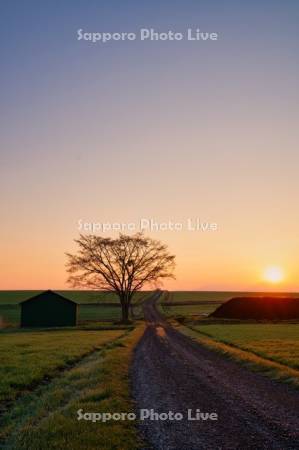 日の出の農道と小屋