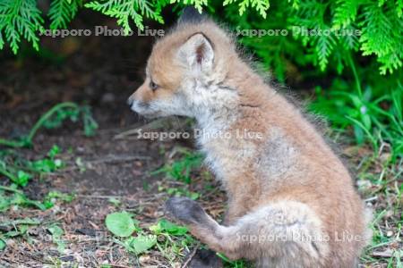 キタキツネ　子ぎつね