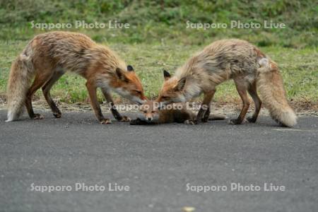 キタキツネ　親子