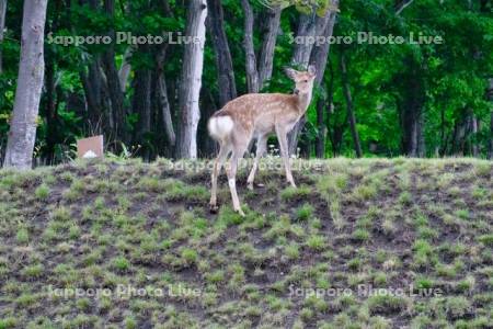 知床峠のエゾシカ