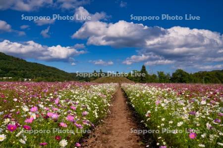 大曲湖畔園地のコスモス