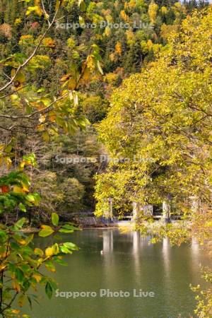 層雲峡本流取水堰と紅葉