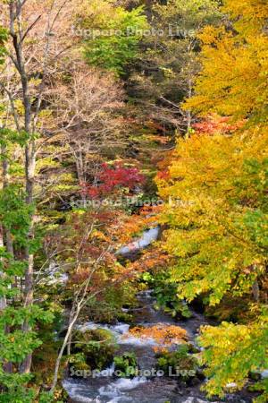 滝見橋より阿寒川の紅葉