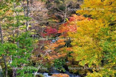 滝見橋より阿寒川の紅葉