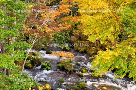 滝見橋より阿寒川の紅葉