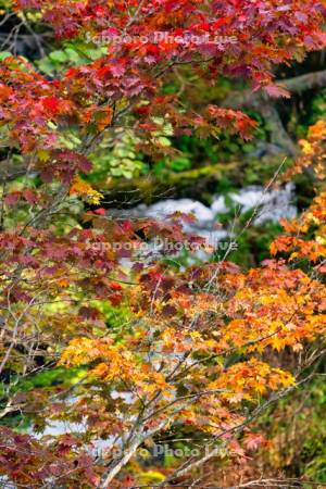 滝見橋より阿寒川の紅葉