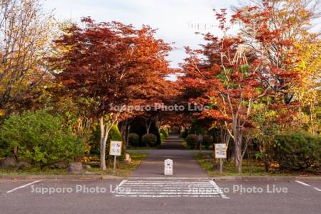 平岡樹芸センター紅葉のトンネル入り口