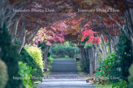 平岡樹芸センター紅葉のトンネル
