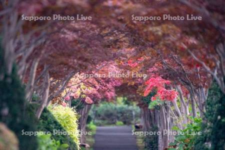 平岡樹芸センター紅葉のトンネル