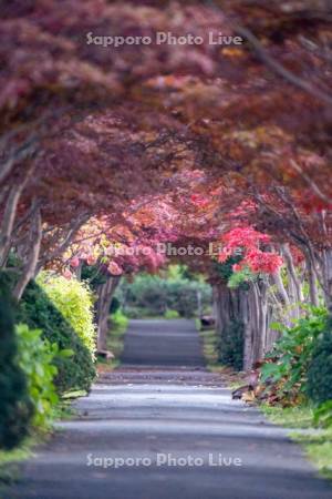 平岡樹芸センター紅葉のトンネル