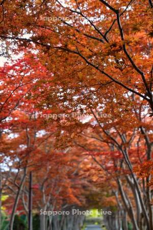 平岡樹芸センター紅葉のトンネル