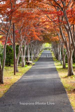 平岡樹芸センター紅葉のトンネル