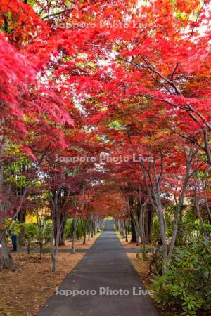 平岡樹芸センター紅葉のトンネル