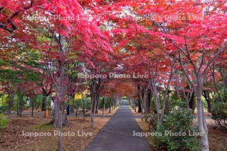 平岡樹芸センター紅葉のトンネル