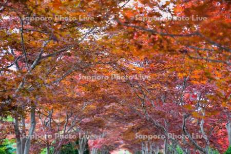 平岡樹芸センター紅葉のトンネル