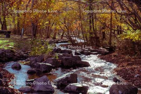 錦大沼公園　覚生川
