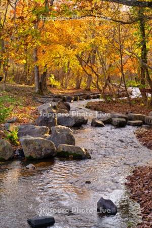 錦大沼公園　覚生川