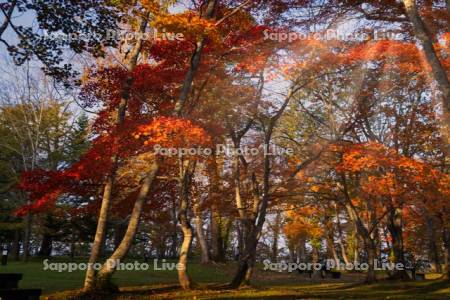 支笏湖休暇村の紅葉