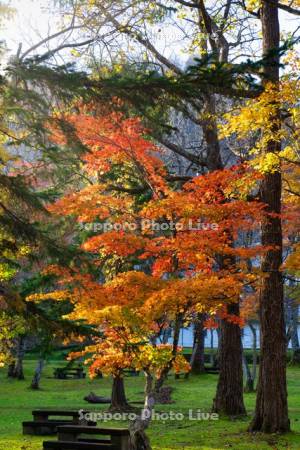 支笏湖休暇村の紅葉