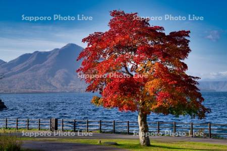 支笏湖湖畔園地