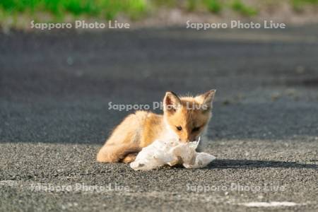 環境問題　ゴミで遊ぶ子ぎつね