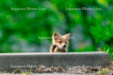 キタキツネ　子ぎつね