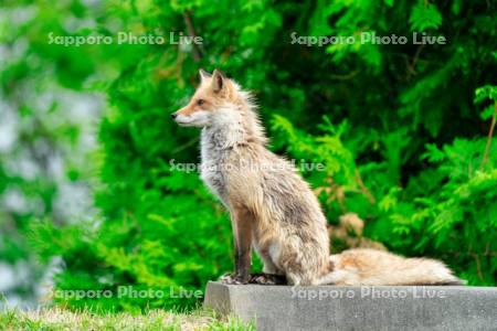 キタキツネ　子ぎつね