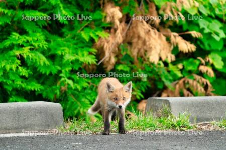 キタキツネ　子ぎつね