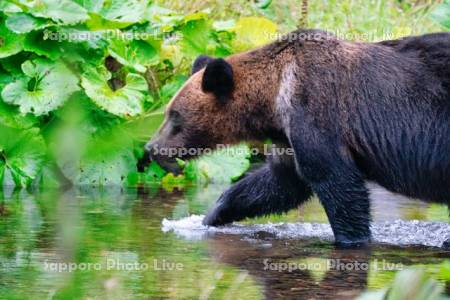 魚を咥えたヒグマ