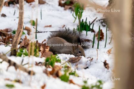 雪の中を掘るエゾリス