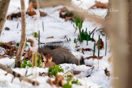 雪の中を掘るエゾリス