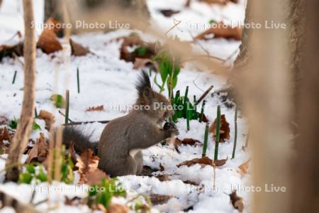 穴から木の実を取り出すエゾリス