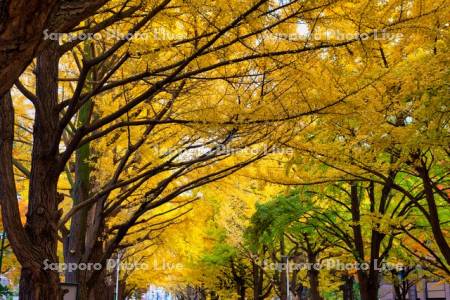 北大イチョウ並木