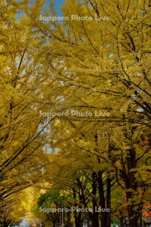 北大イチョウ並木