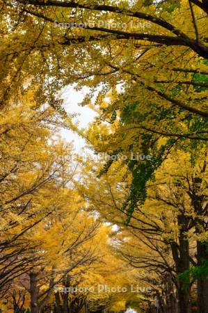 北大イチョウ並木