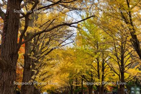 北大イチョウ並木
