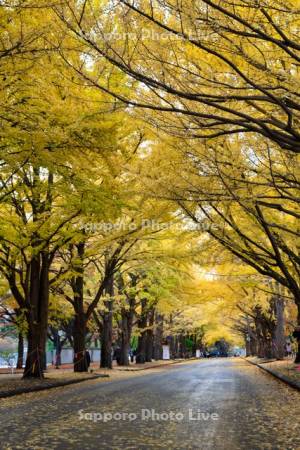 北大イチョウ並木
