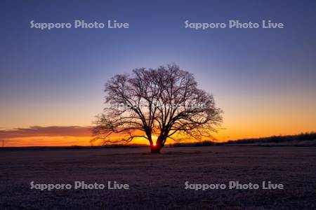 はるにれの木と日の出
