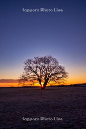 はるにれの木と日の出