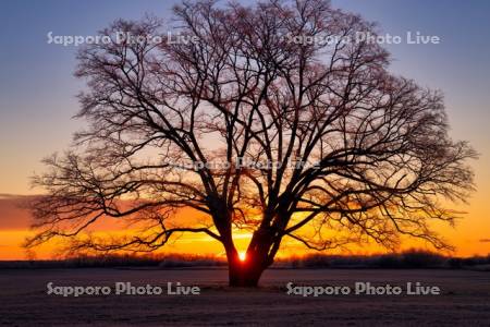 はるにれの木と日の出