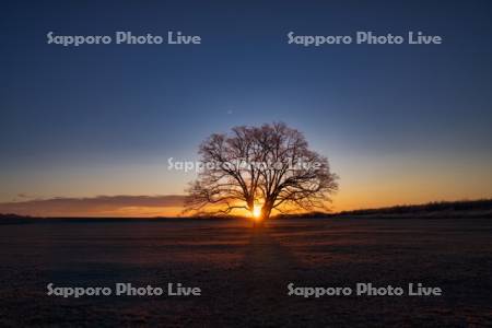 はるにれの木と日の出