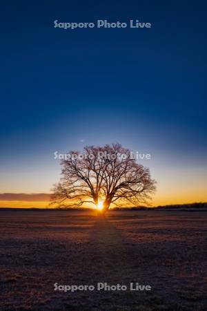 はるにれの木と日の出