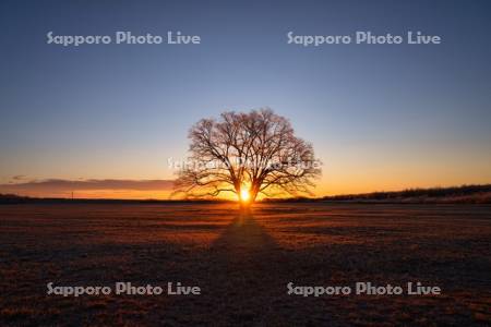 はるにれの木と日の出